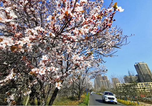 春光明媚 繁花似锦